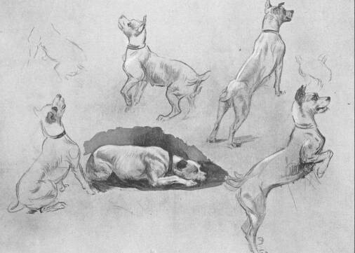 KUTYA-TANULM�NYOK B�TTNER HEL�N RAJZA