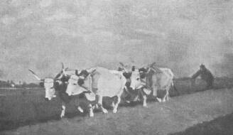 A M�CSARNOK TAVASZI T�RLAT�B�L SZ�NT�S ZOMBORY LAJOS OLAJFESTM�NYE